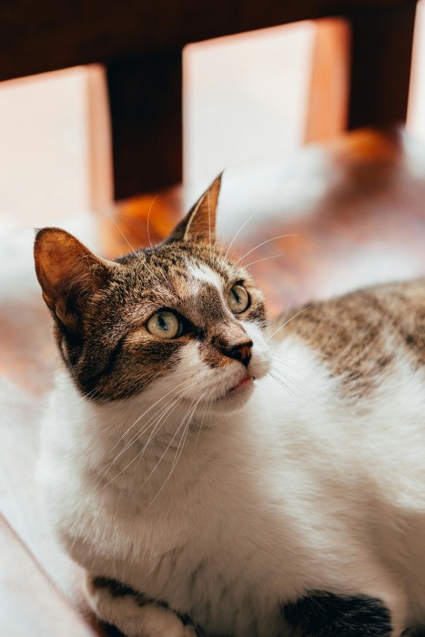 （Pexels by Camilo Ospina）